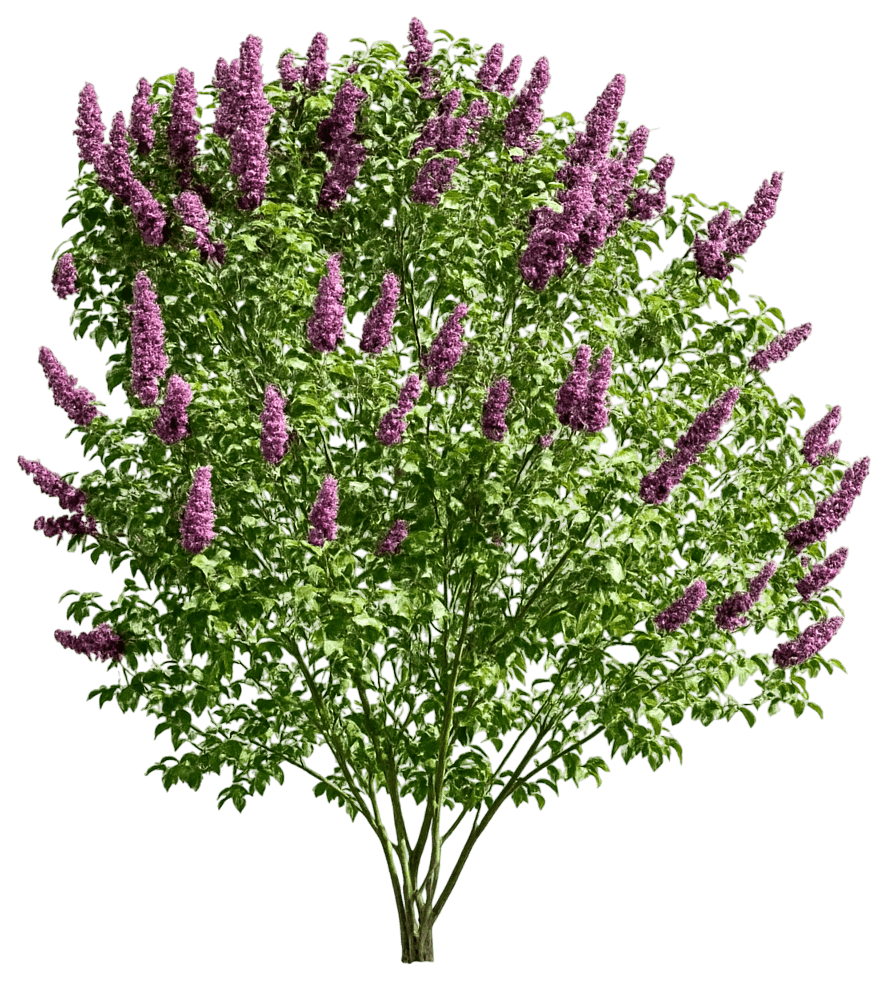 Late Flowering Magenta Lilac 'Hallelujah' (Syringa Vulgaris 'Hallelujah') - Ground Layers
