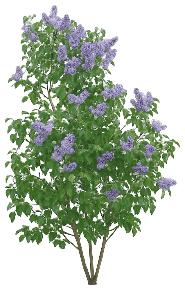 Late Blooming Blue Lilac 'Wedgewood Blue' (Syringa Vulgaris 'Wedgewood Blue') - Ground Layers