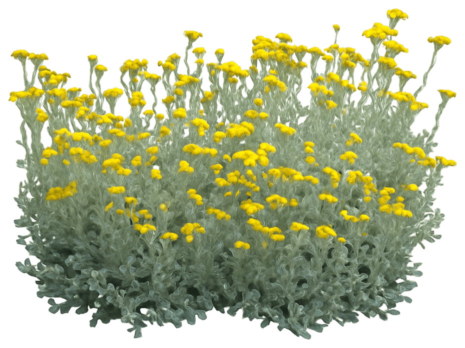 Partridge Feather (Tanacetum Densum Amani) - Ground Layers