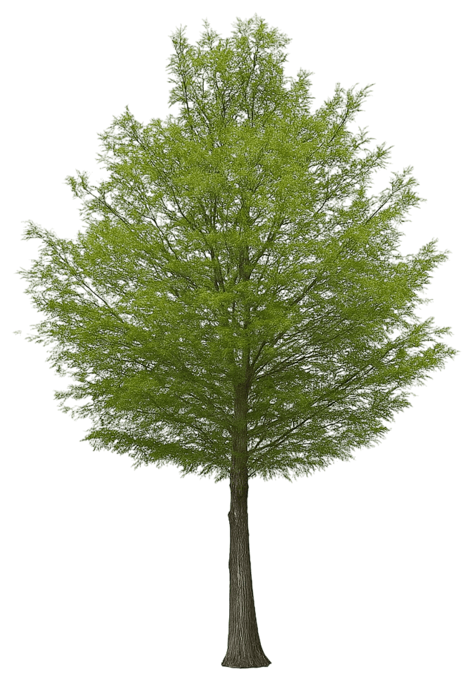 Bald Cypress (Taxodium Distichum) - Shade Trees