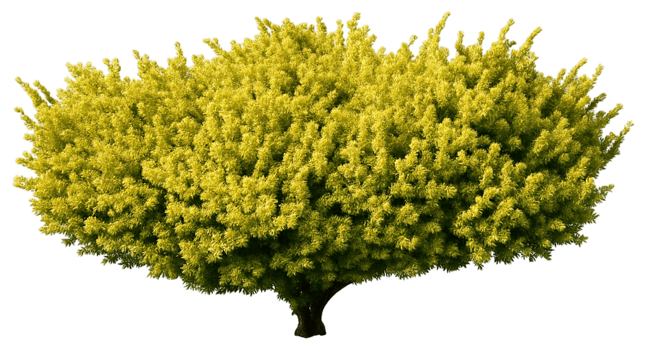 Dwarf Golden Japanese Yew 'Nana Aurescens' (Taxus Cuspidata 'Nana Aurescens') - Ground Layers