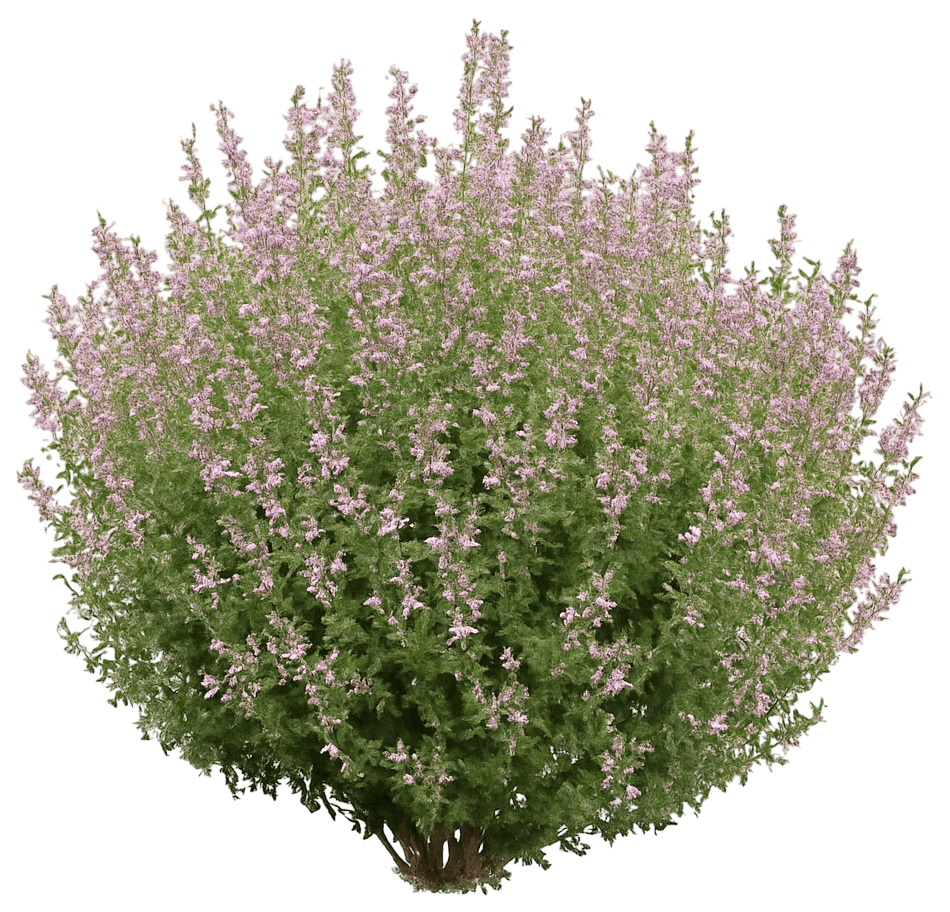 Germander (Teucrium Chamaedrys) - Perennials