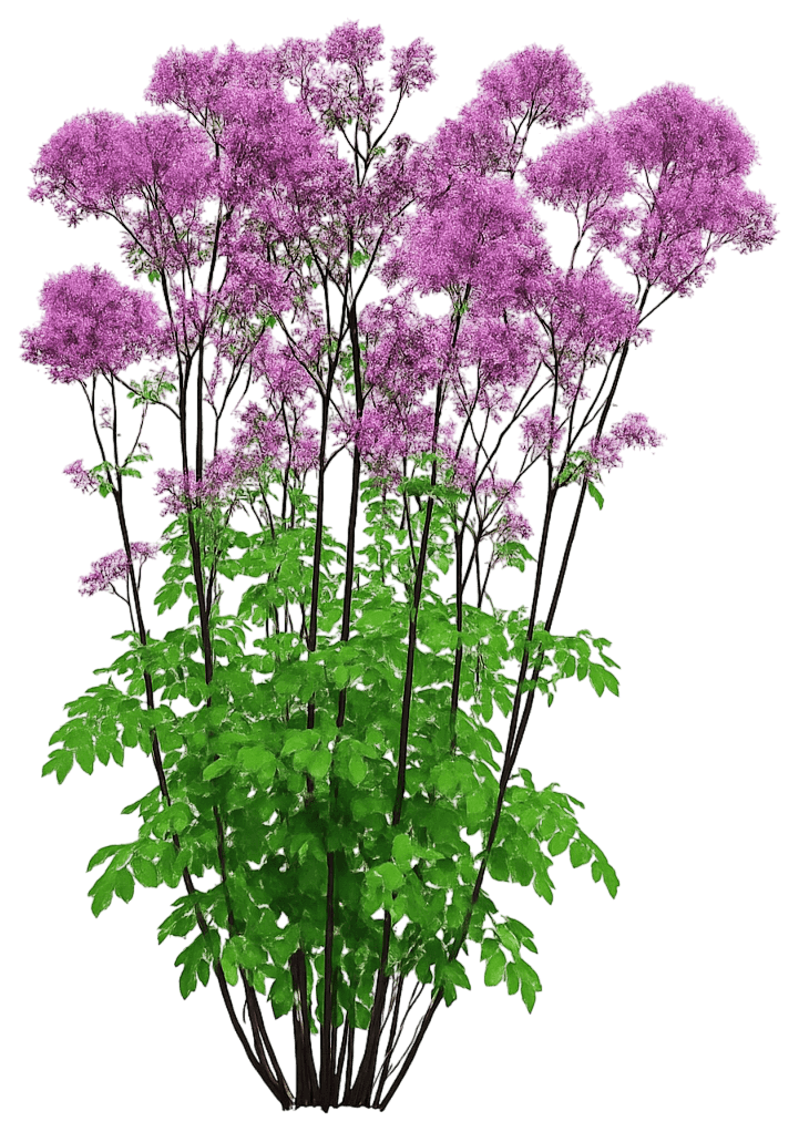 Meadow Rue 'Black Stockings' (Thalictrum Aquilegiifolium 'Black Stockings') - Perennials