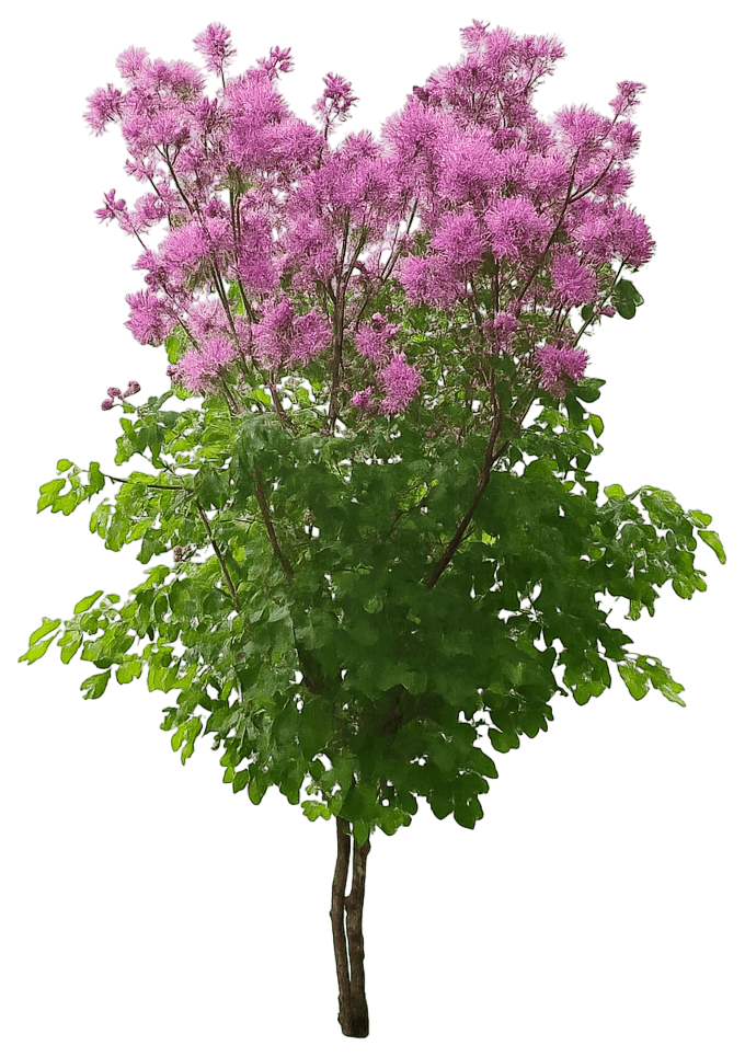 Meadow Rue 'My Little Favorite' (Thalictrum Aquilegiifolium 'My Little Favorite') - Perennials