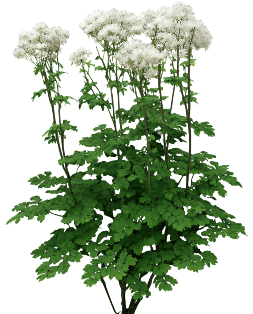 Meadow Rue 'White' (Thalictrum Aquilegiifolium Nimbus™ 'White') - Perennials
