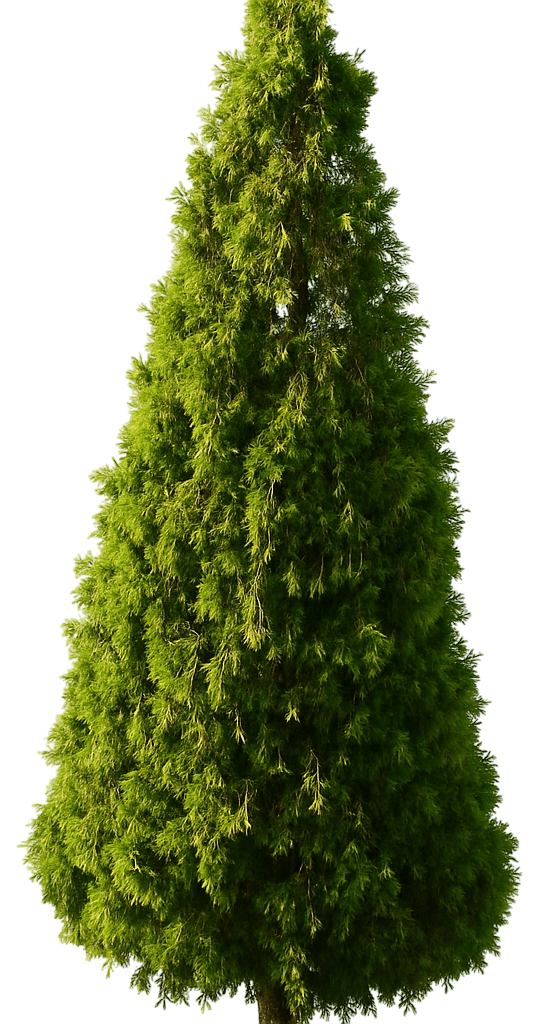 Arborvitae 'Whipcord' (Thuja Plicata 'Whipcord') - Ground Layers