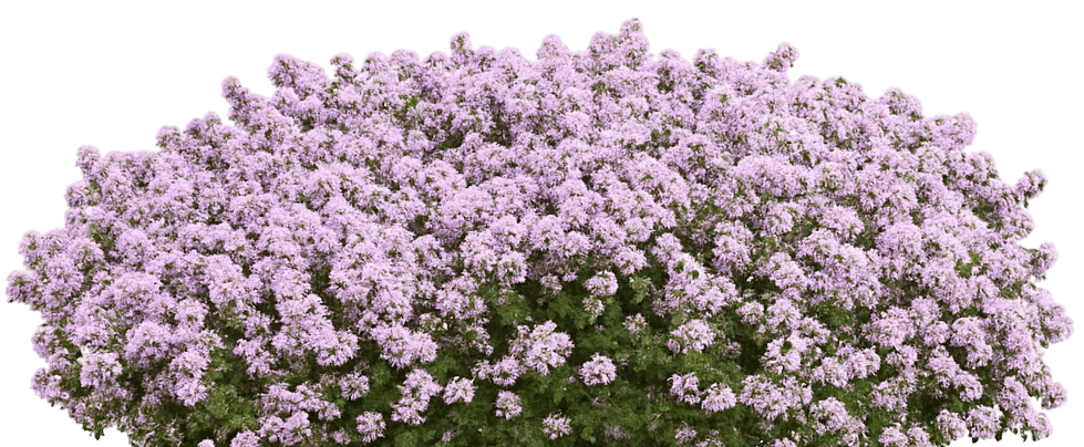 Creeping Thyme 'Pink Chintz' (Thymus Serphyllum 'Pink Chintz') - Perennials