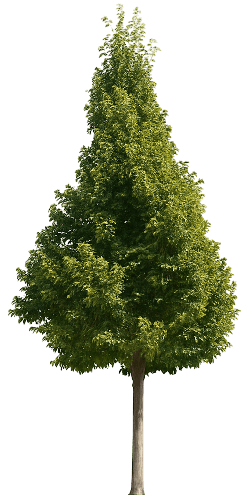 American Linden 'Mcksentry' American Sentry® American Sentry® (Tilia Americana 'Mcksentry') - Shade Trees
