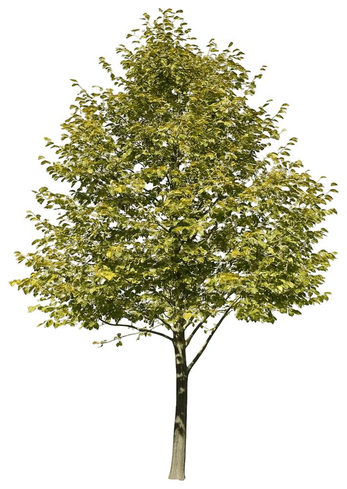 Little Leaf Linden 'Baileyi' Shamrock® Shamrock® (Tilia Cordata 'Baileyi') - Shade Trees