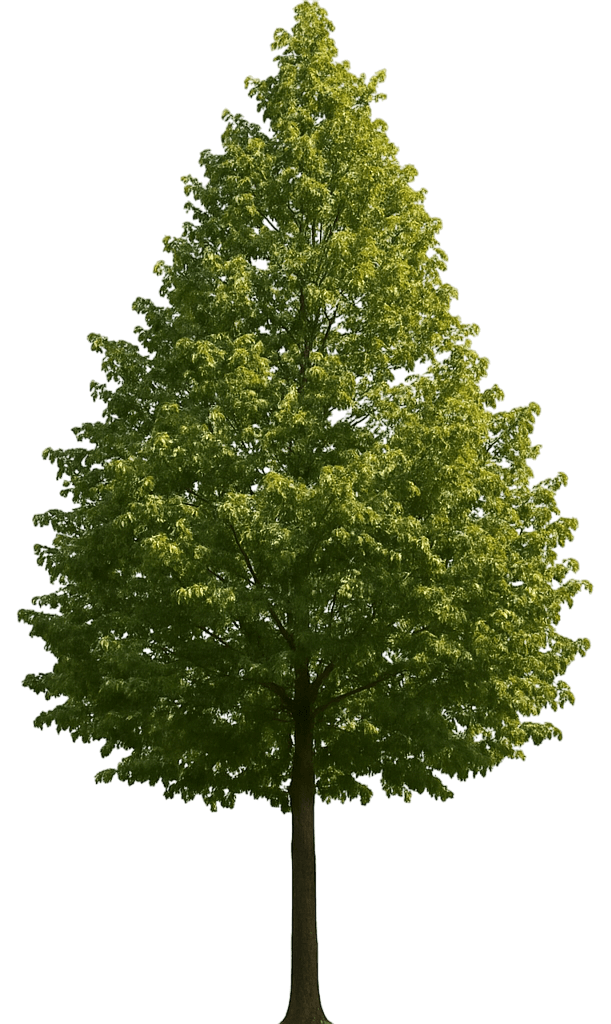 Little Leaf Linden 'Corzam' Corinthian® Corinthian® (Tilia Cordata 'Corzam') - Shade Trees