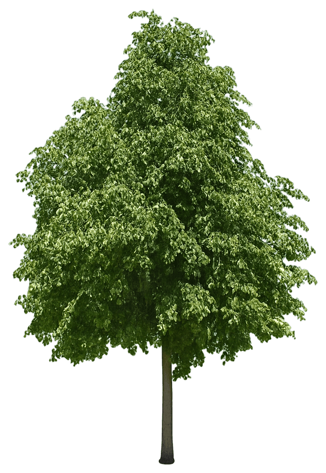 Little Leaf Linden 'Greenspire™' (Tilia Cordata 'Greenspire™') - Shade Trees