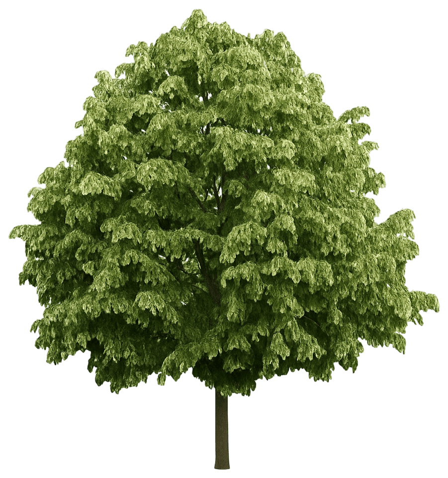 Silver Linden 'Pni 6051' (Tilia Tomentosa Green Mountain 'Pni 6051') - Shade Trees