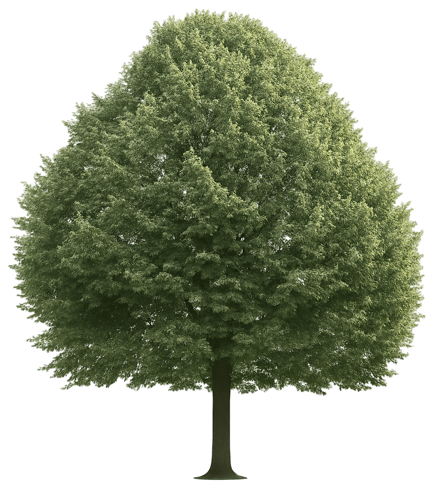 Silver Linden 'Silver Lining' (Tilia Tomentosa 'Silver Lining') - Shade Trees