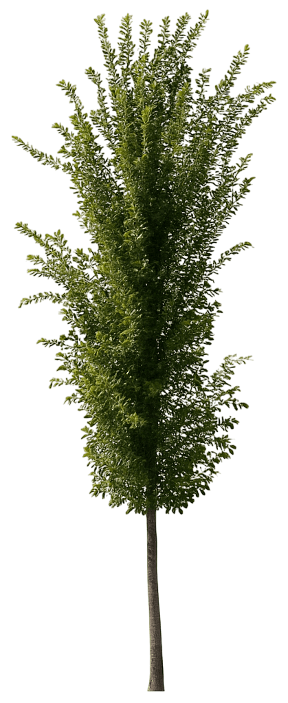 American Elm 'Jfs-Prince Ii' Colonial Spirit® Colonial Spirit® (Ulmus Americana 'Jfs-Prince Ii') - Shade Trees