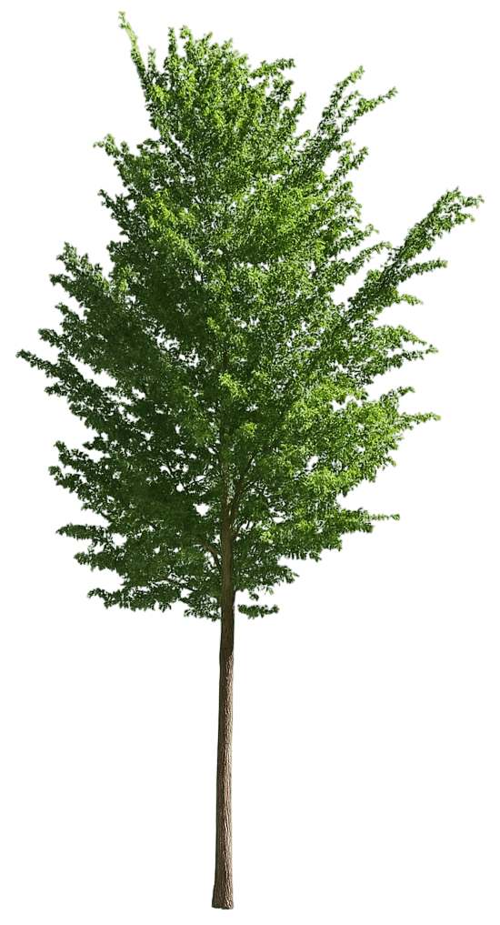 American Elm 'New Harmony' (Ulmus Americana 'New Harmony') - Shade Trees