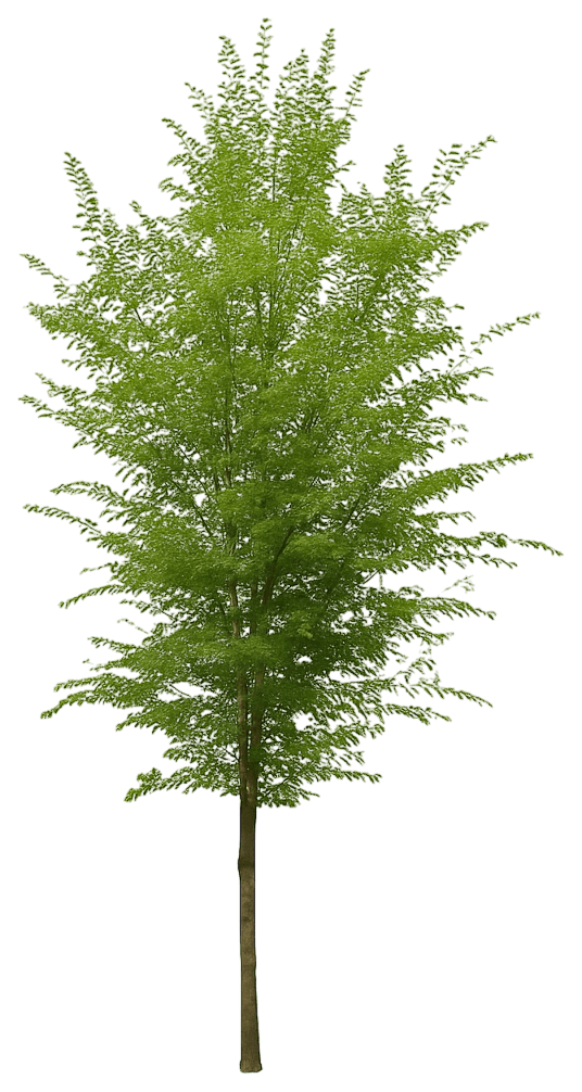 David Elm 'Jfs Kw2Ud' Greenstone® Greenstone® (Ulmus Davidiana 'Jfs Kw2Ud') - Shade Trees