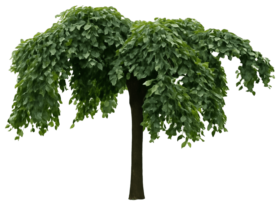 Camperdown Elm 'Camperdownii' (Ulmus Glabra 'Camperdownii') - Shade Trees