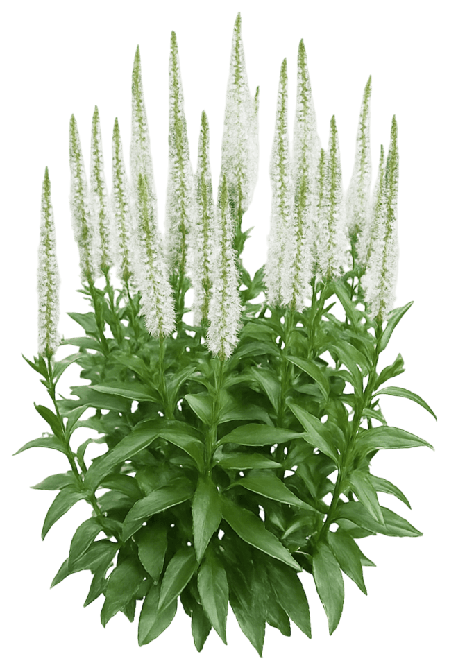 Speedwell 'Snow Candles' (Veronica Spicata 'Snow Candles') - Perennials