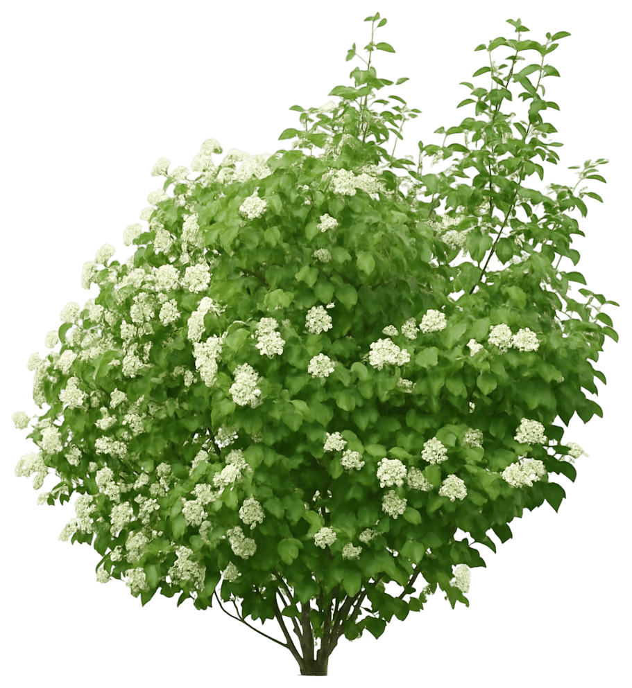 Arrowwood 'Christom' Blue Muffin® Blue Muffin® (Viburnum Dentatum 'Christom') - Ground Layers