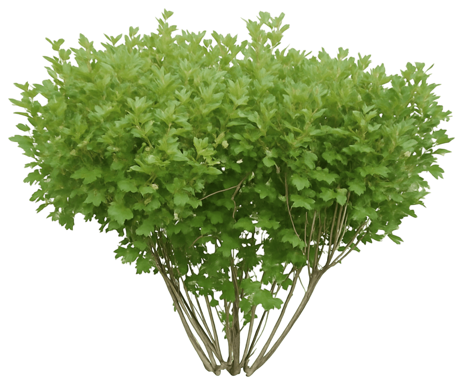 American Cranberry 'Spring Red Compact' (Viburnum Trilobum 'Spring Red Compact') - Ground Layers