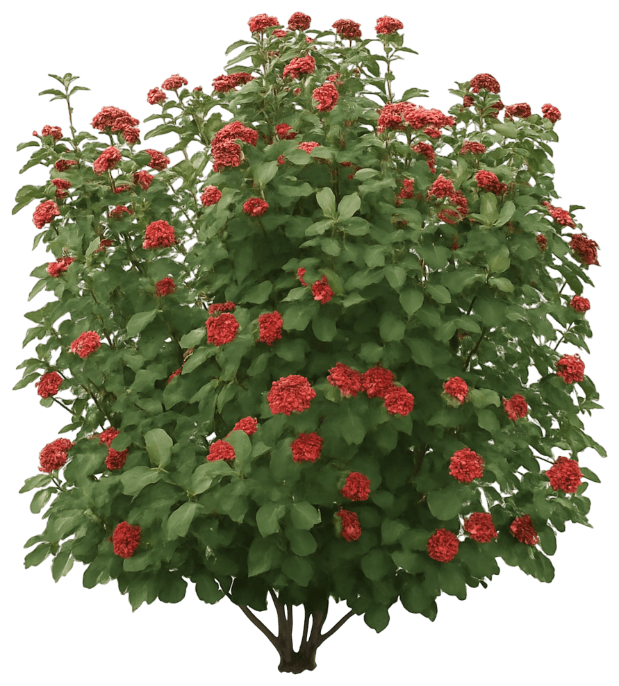 Leatherleaf Viburnum 'Redell' Pp24227 Red Balloon® Pp24227 Red Balloon® (Viburnum X Rhytidophylloides 'Redell') - Ground Layers