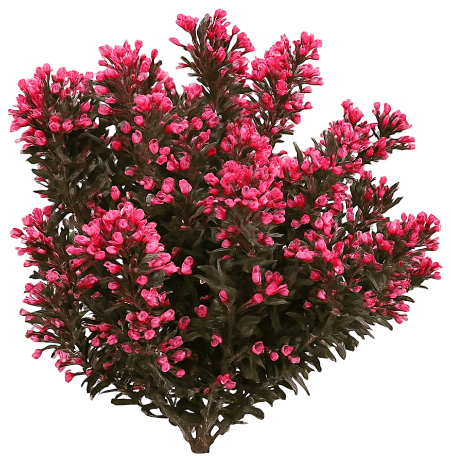 Weigela 'Alexandra' Pp10772 Wine & Roses® Pp10772 Wine & Roses® (Weigela Florida 'Alexandra') - Ground Layers