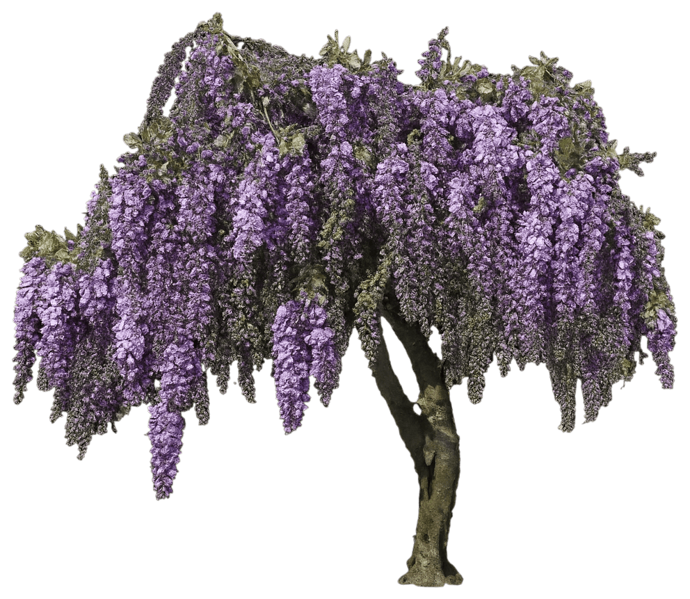 Purple Japanese Wisteria 'Black Dragon' (Wisteria Floribunda 'Black Dragon') - Ground Layers