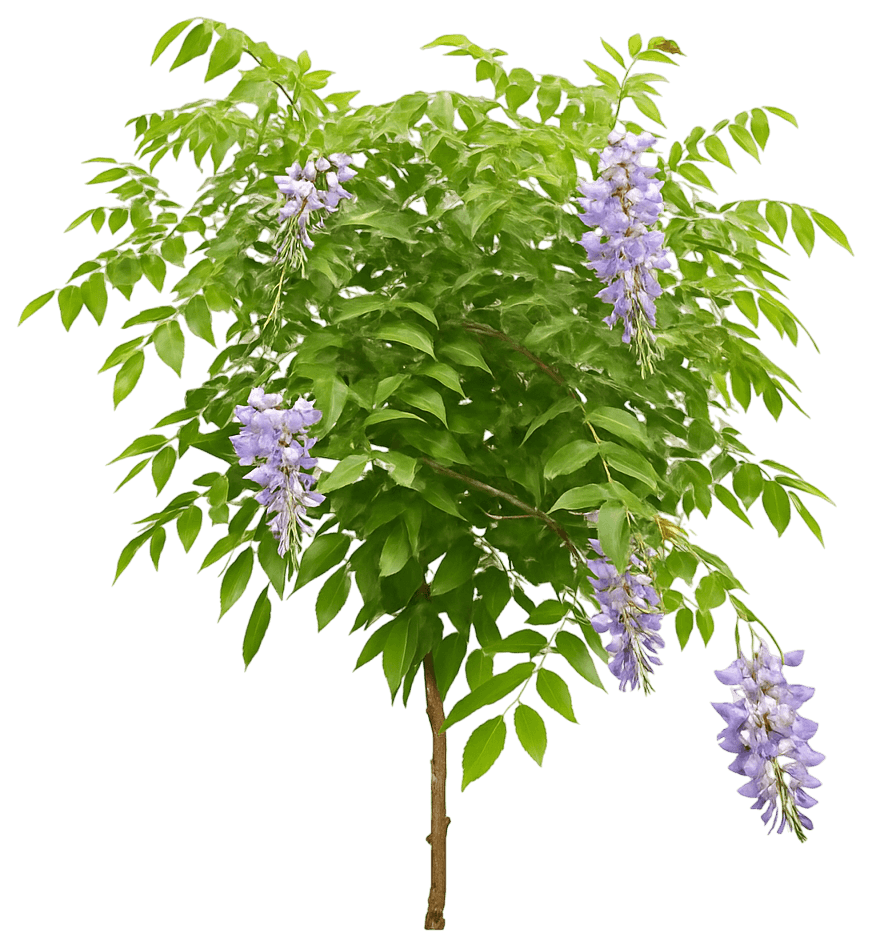 Kentucky Wisteria 'Betty Matthews' Summer Cascade™ Summer Cascade™ (Wisteria Macrostachya 'Betty Matthews') - Ground Layers