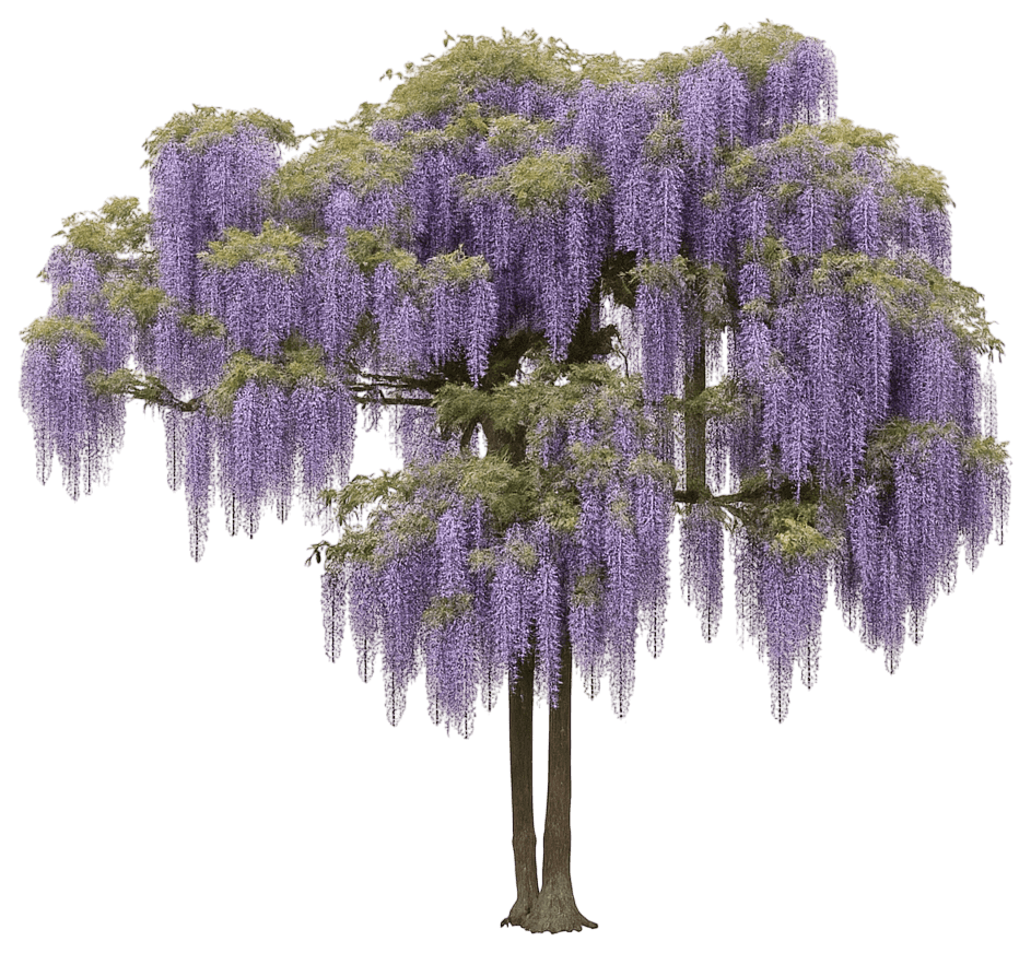 Blueish - Purple Chinese Wisteria 'Blue Fountain' (Wisteria Sinensis 'Blue Fountain') - Ground Layers