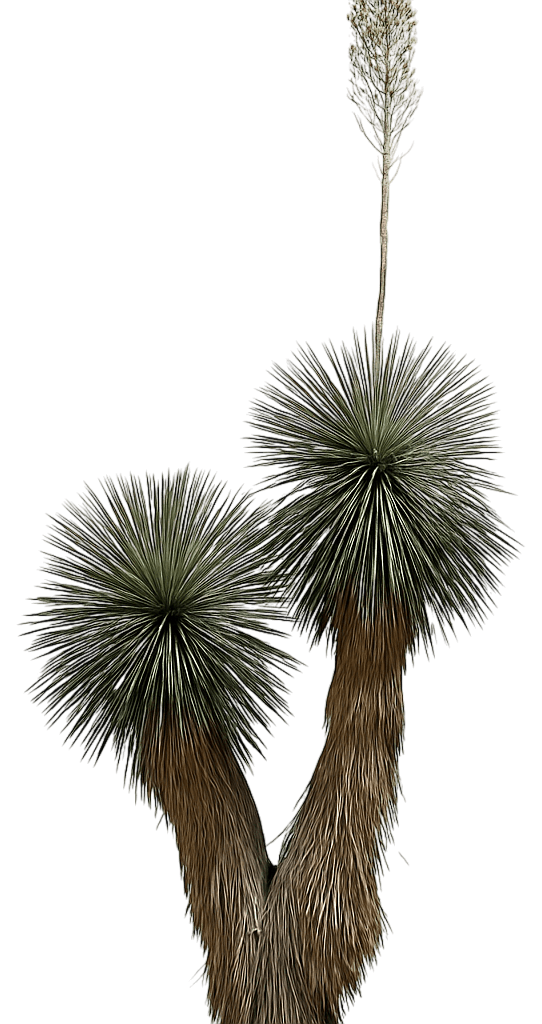 Soap Tree Yucca (Yucca Elata) - Succulents