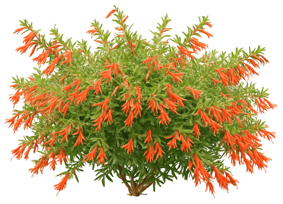 Orange Carpet Hummingbird Trumpet California Fuchsia Fire Chalice (Zauschneria Garrettii) - Ground Layers