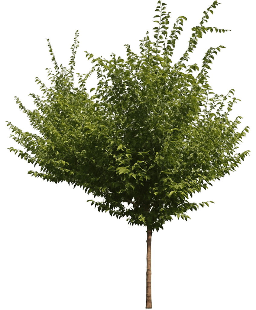 Zelkova 'Jfs Kw4Zs' Zileration® Zileration® (Zelkova Serrata 'Jfs Kw4Zs') - Shade Trees