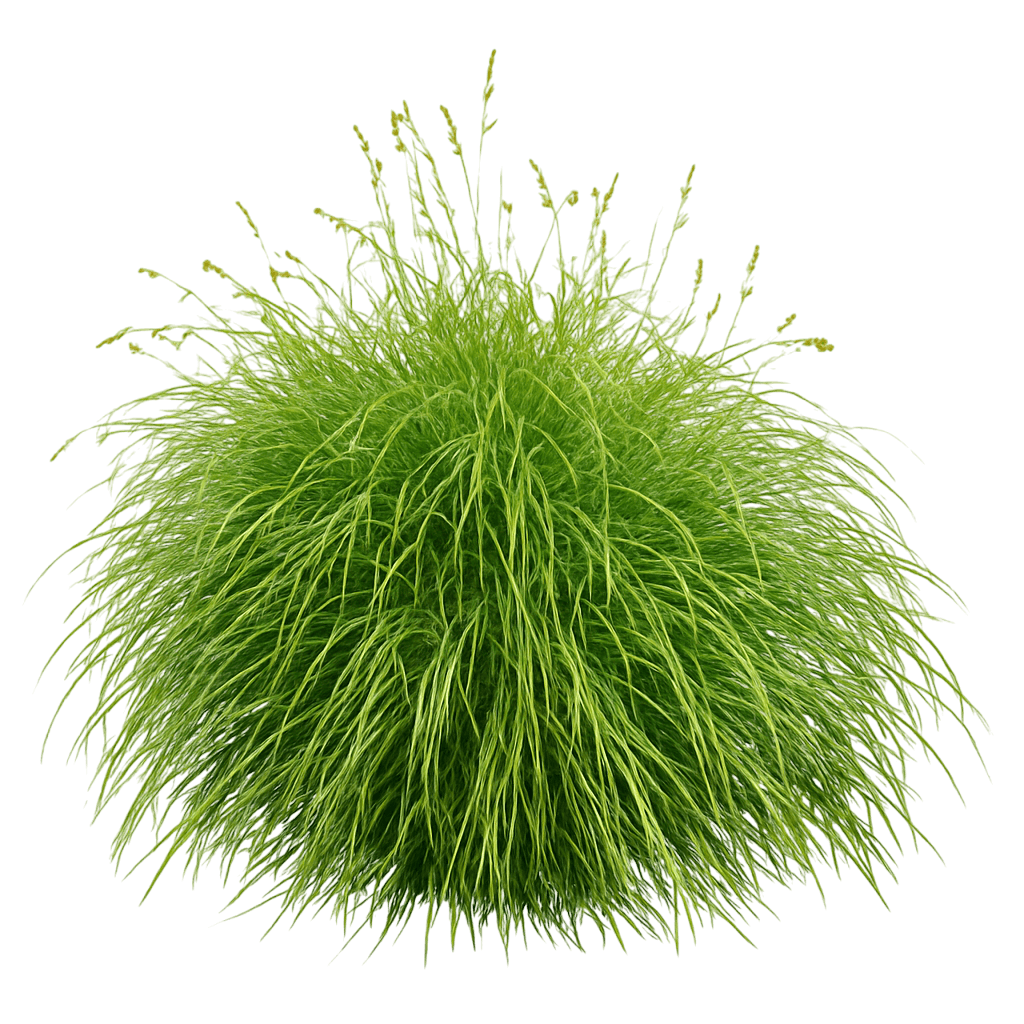 (Carex Muskingumensis) - Grasses