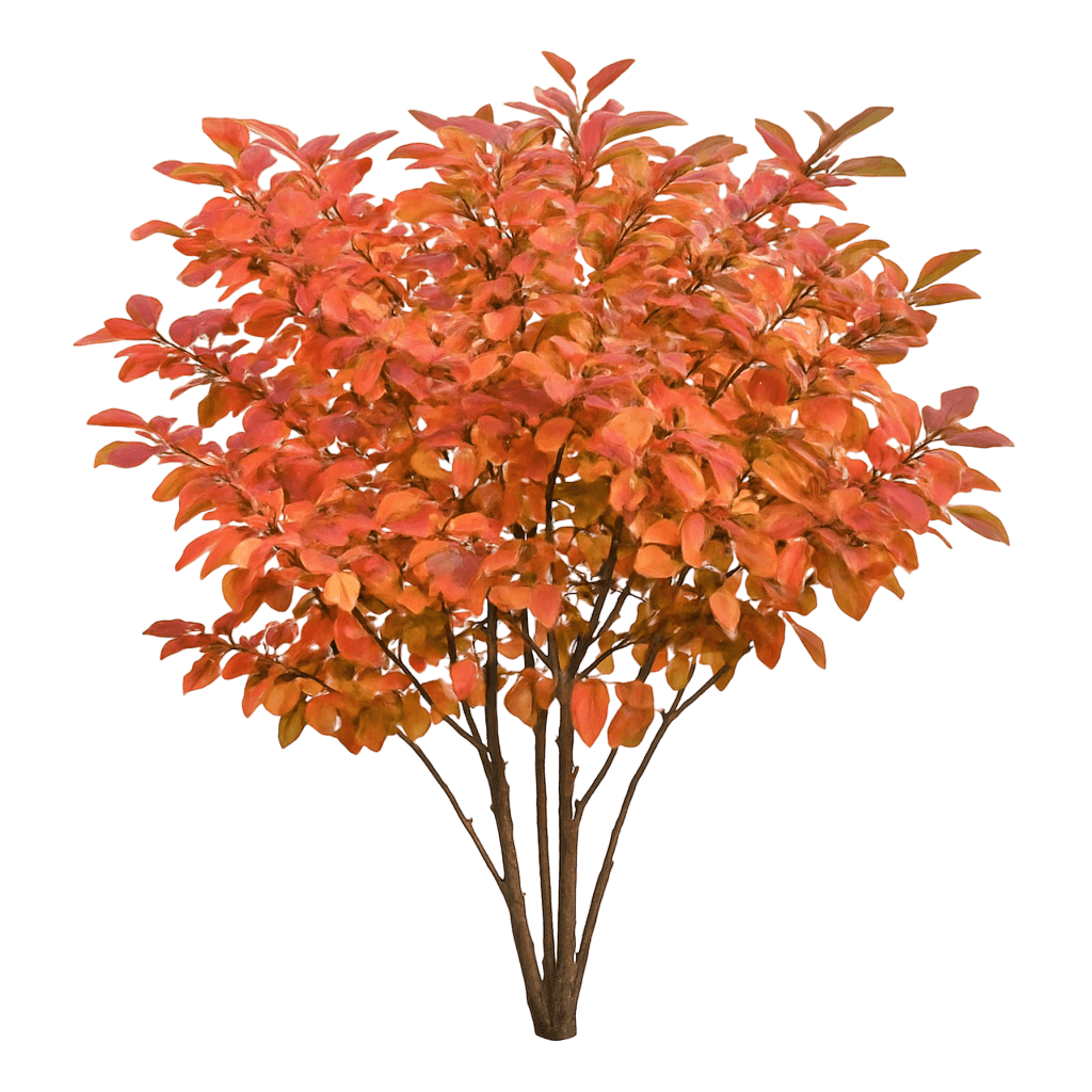 Cotoneaster, Peking (Cotoneaster Acutifolius) - Ground Layers