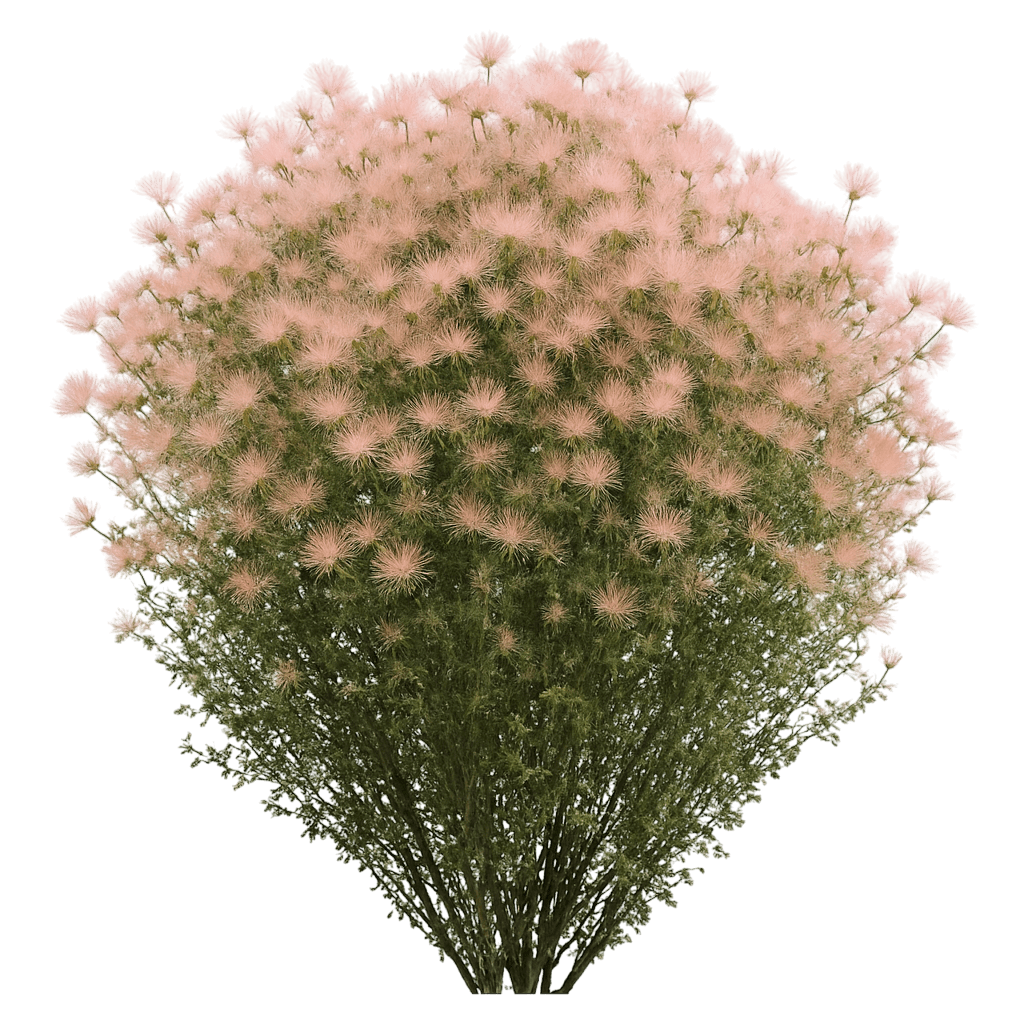 Plume, Apache (Fallugia Paradoxa) - Ground Layers