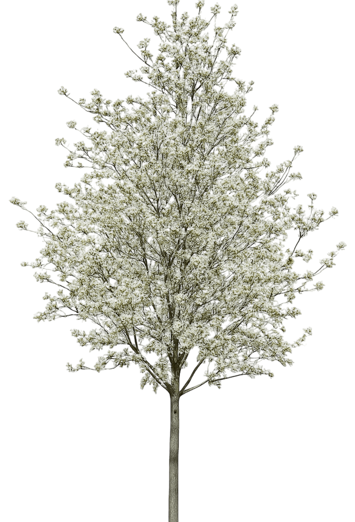 (Amelanchier Laevis) - Flowering Trees