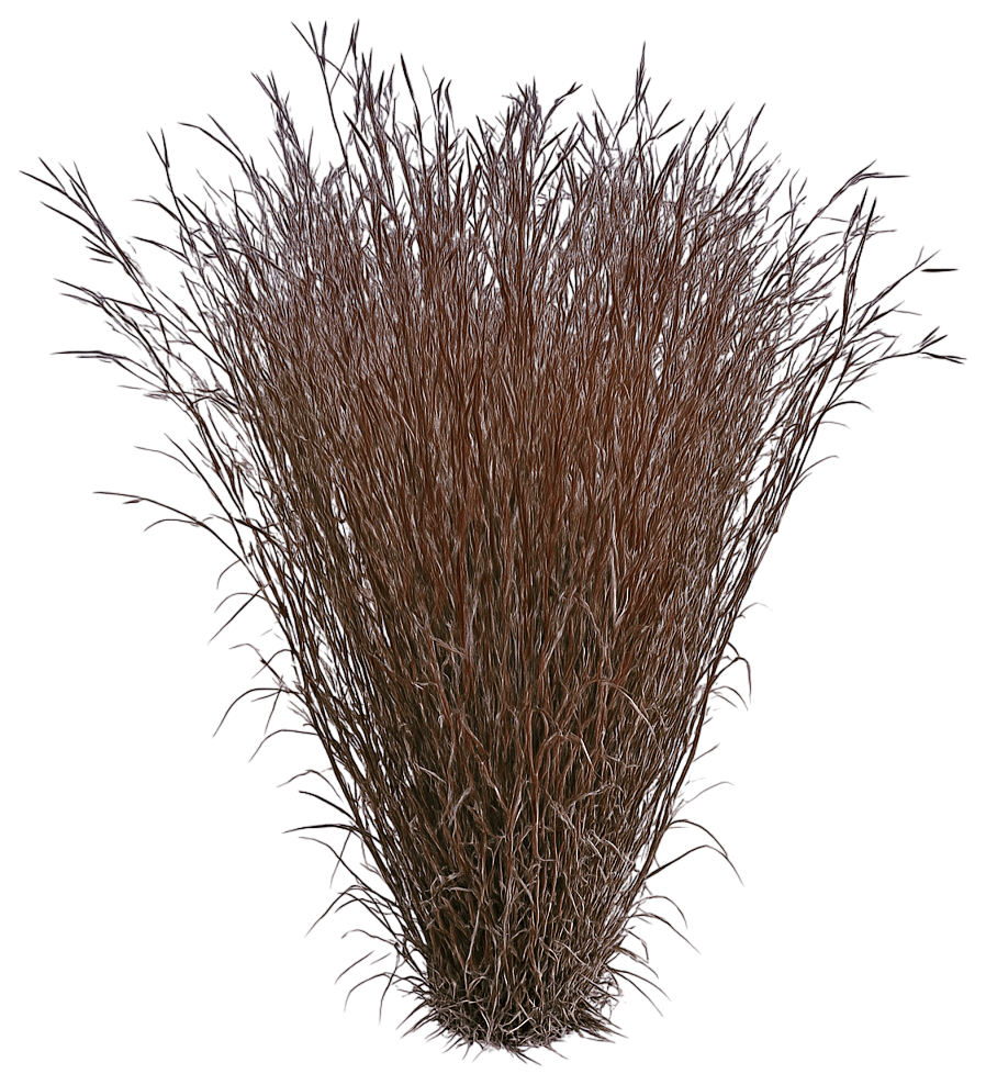 Big Bluestem (Andropogon Gerardii) - Grasses