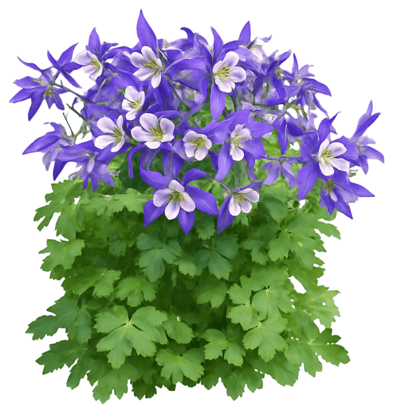 Columbine, Rocky Mountain Blue (Aquilegia Caerulea) - Perennials