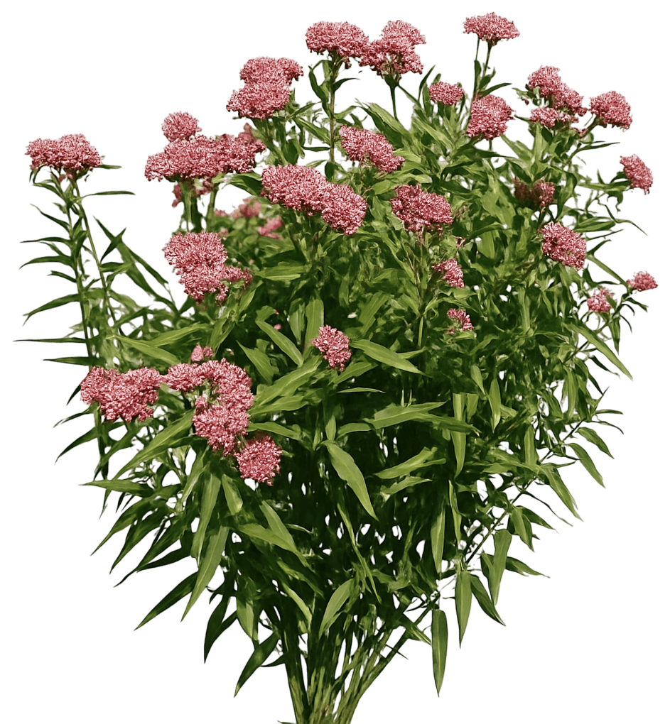Swamp Milkweed (Asclepias Incarnata) - Perennials