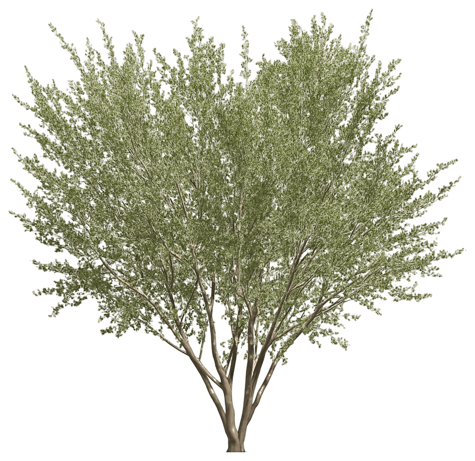 Mahogany, Trueleaf (Cercocarpus Montanus) - Ground Layers