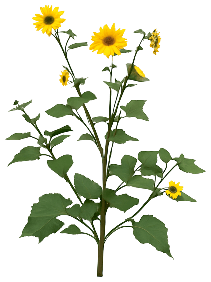 Sunbelievable® Brown Eyed Girl Helianthus (Helianthus Annuus) - Ground Layers