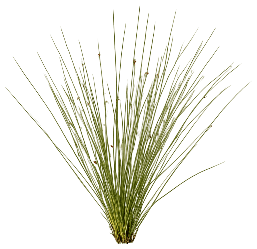 Common Rush/Soft Rush (Juncus Effusus) - Grasses