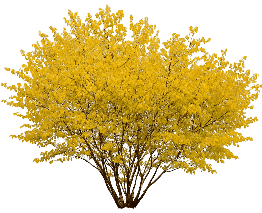 Northern Spicebush (Lindera Benzoin) - Ground Layers