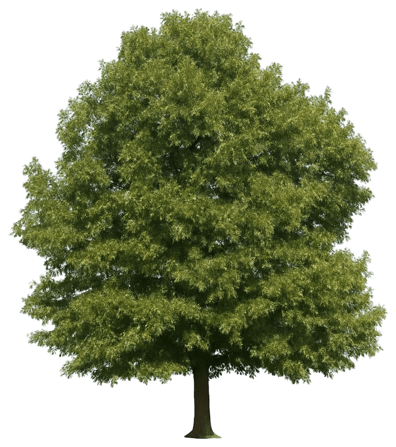 (Quercus Coccinea) - Shade Trees