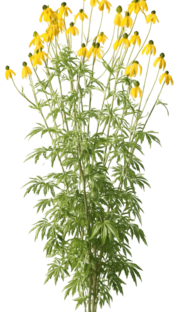 Prairie Coneflower (Gray Headed) (Ratibida Pinnata) - Perennials