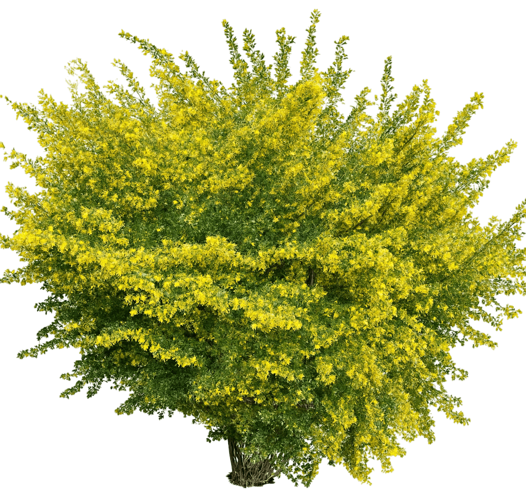 Currant, Golden (Ribes Aureum) - Ground Layers