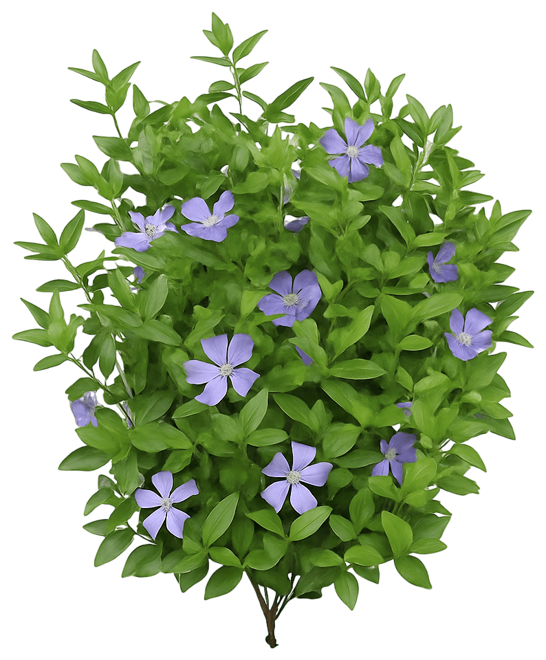 Common Periwinkle (Vinca Minor) - Ground Layers